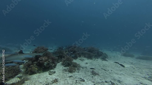 2026.06.04 Whitetip Shark at Monad Shoal, Malapascua, Philippins10