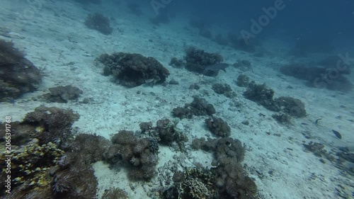 2026.06.04 Whitetip Shark at Monad Shoal, Malapascua, Philippins12