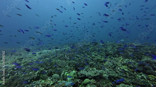 2026.06.01 blue fish at Kimud Shoal, Malapascua, Philippins2