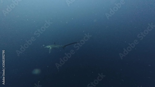 2026.06.01 Thresher Shark at Kimud Shoal, Malapascua, Philippins3