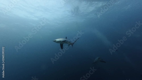 2026.06.01 Thresher Shark at Kimud Shoal, Malapascua, Philippins6