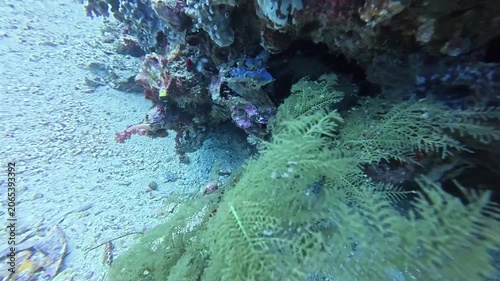 2026.06.02 Banded Pipefish at Gato Island