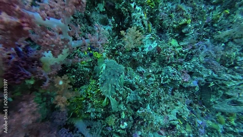 2026.06.02 Birdbeak Burrfish at Gato Island