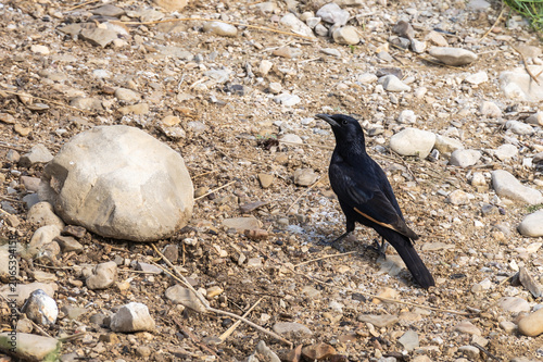 Tristrams  Starling Onychognathus tristramii perches on ground in the ruins of Masada fortress in southern Israel near Arad