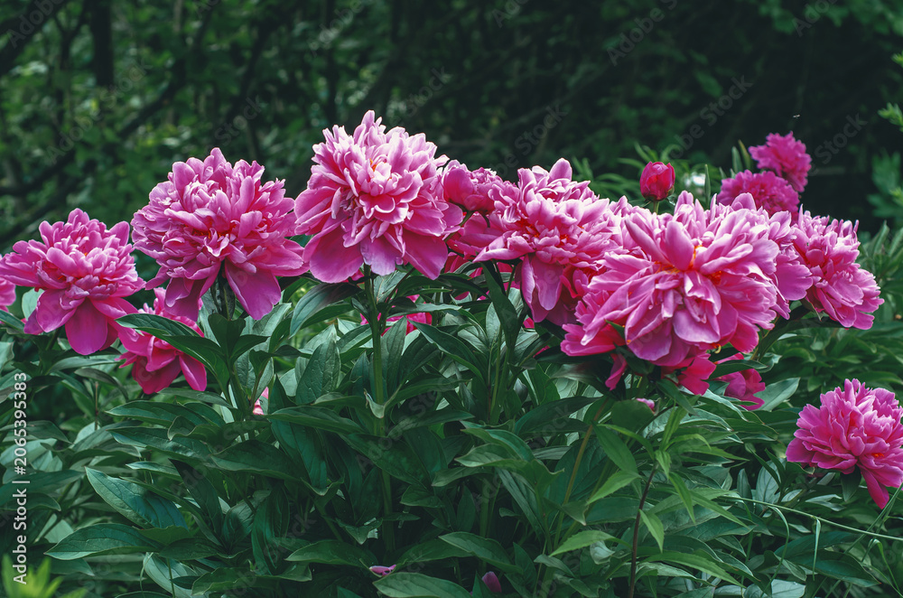 Fototapeta premium View of decorative pink peony flowers in soft sunlight with matte petals and green leaves. Floral screensaver.