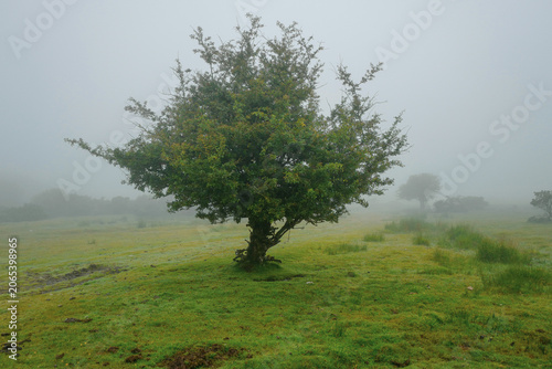 Solitary Hawthorn tree standing in thick fog This image depicts a solitary tree standing in a field enveloped in thick fog.The scene shares characteristics with misty landscapes 