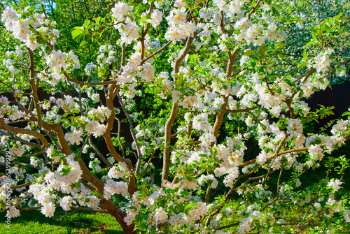 Spring. The blooming apple tree