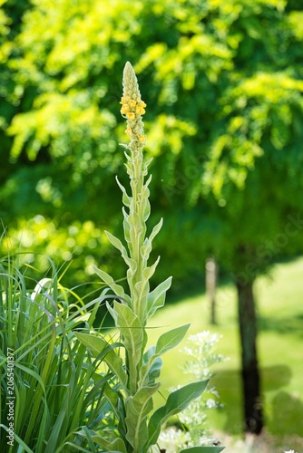 Common Mullein Plant Blooming with Yellow Flowers in a Field.