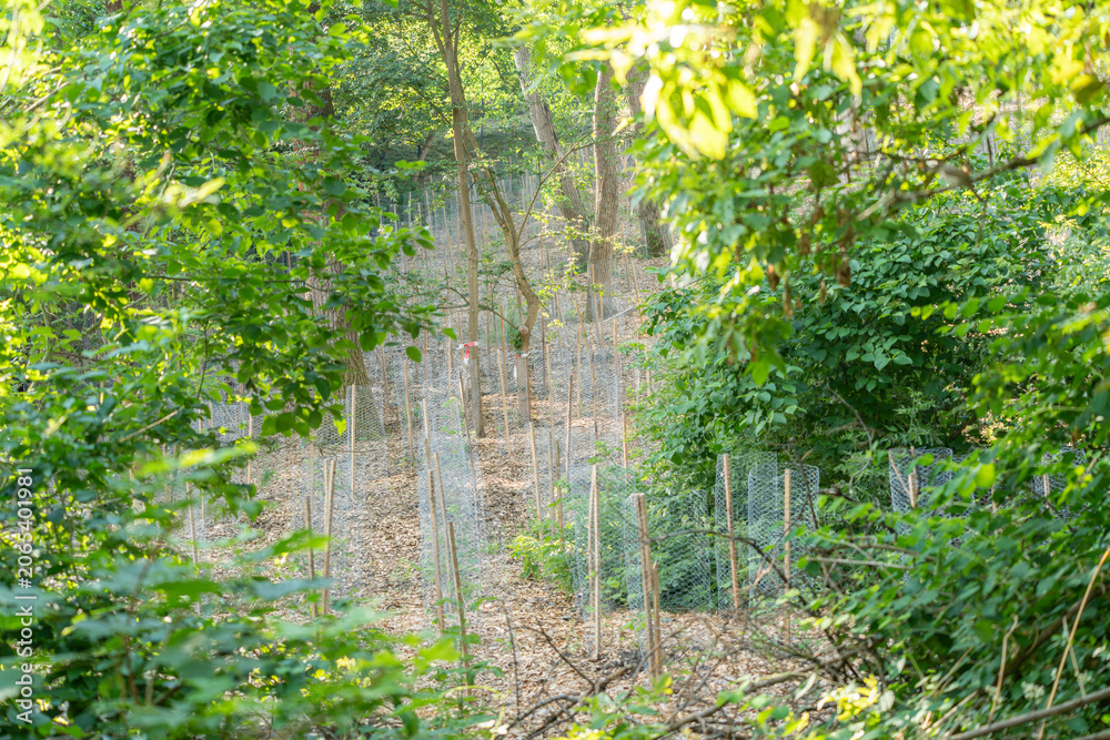 Obraz premium Green leaves frame a forest area filled with protected young saplings. Wire guards and stakes show woodland recovery and ecological care.