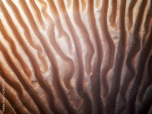 Close up Mushrooms or Fungus in Tropical Rainforest for Nature Background.