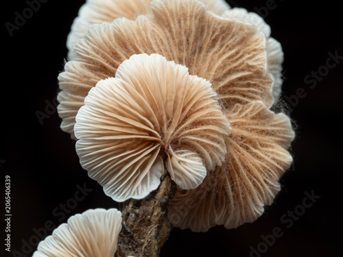 Close up Mushrooms or Fungus in Tropical Rainforest for Nature Background.
