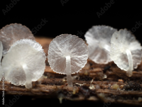 Close up Mushrooms or Fungus in Tropical Rainforest for Nature Background.