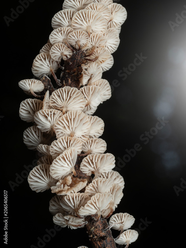 Close up Mushrooms or Fungus in Tropical Rainforest for Nature Background.