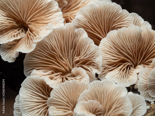 Close up Mushrooms or Fungus in Tropical Rainforest for Nature Background.