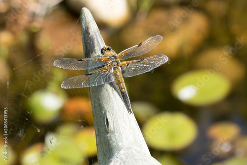 Obraz na plátně Vierfleck ((Libellula quadrimaculata)