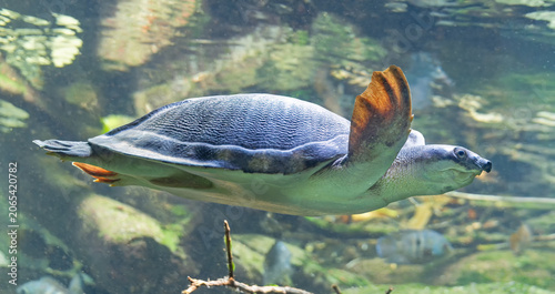 Side Close-up view of a diving Pig-nosed turtle (Carettochelys insculpta)