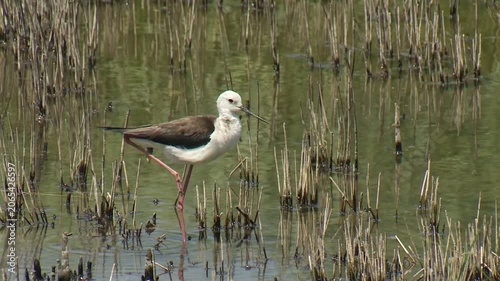 Black-winged Stilt (Himantopus himantopus), еlegant long-legged shorebird in natural wetland habitat.

