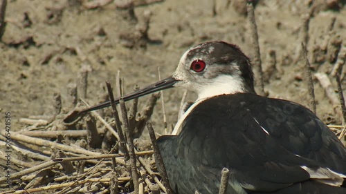 Black-winged Stilt (Himantopus himantopus) in her nest.
