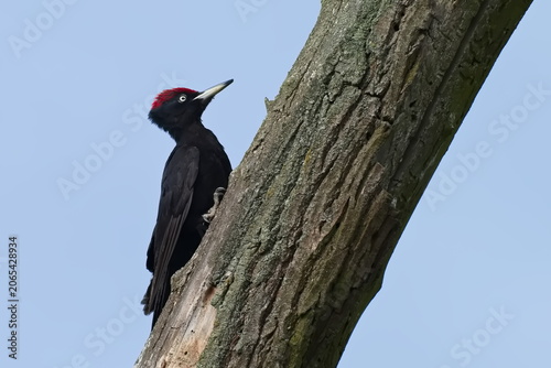 Schwarzspecht (Dryocopus martius) in der Morgensonne	

