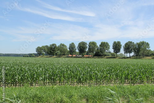 a cornfield with green crowing maize plants and a dike with trees and a blue sky in the background in the dutch countryside in zeeland in summer