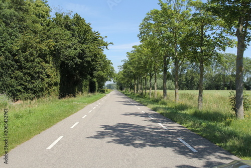 a country road with trees in the green verge in the dutch countryside in zeeland in summer