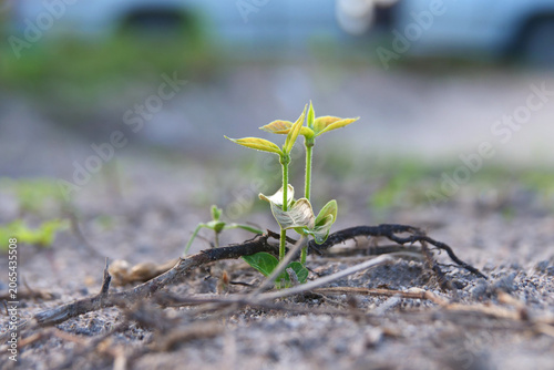 Foto A young plant seedling emerges from dry, barren soil, showcasing resilience and
