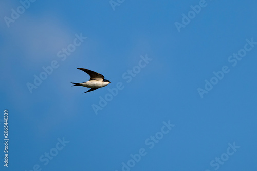 Mehlschwalbe im Flug