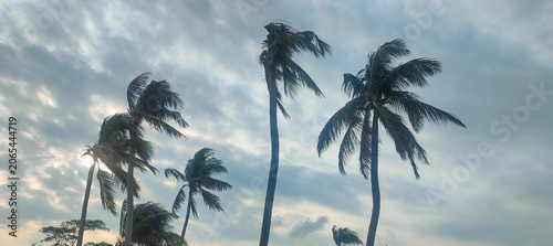 Vászonkép Palm trees swaying in the wind against a cloudy sky at sunset or sunrise outdoor