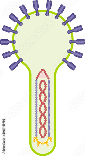 Baculovirus Budded