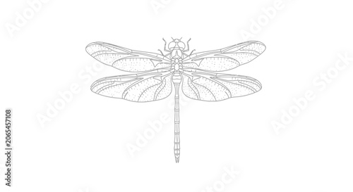 Cuadro en lienzo Delicate Dragonfly Insect Resting in Nature with Detailed Wings