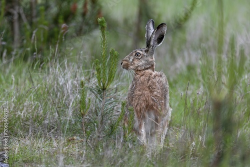 Photographing brown hares (Lepus europaeus) in the forest is a difficult endeavour, sometimes chance helps, foraging, Denmark