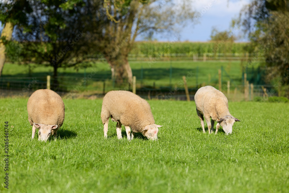 Fototapeta premium Three sheep graze peacefully in a lush green pasture under a sunny sky, with trees and countryside in the background. An idyllic rural scene.