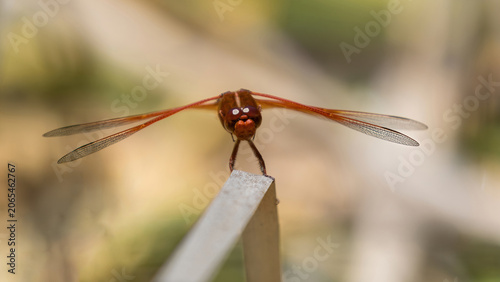 A dead-on, head-first portrait of a male flame skimmer showing off. Foothills Nature Preserve, Santa Clara County, California.