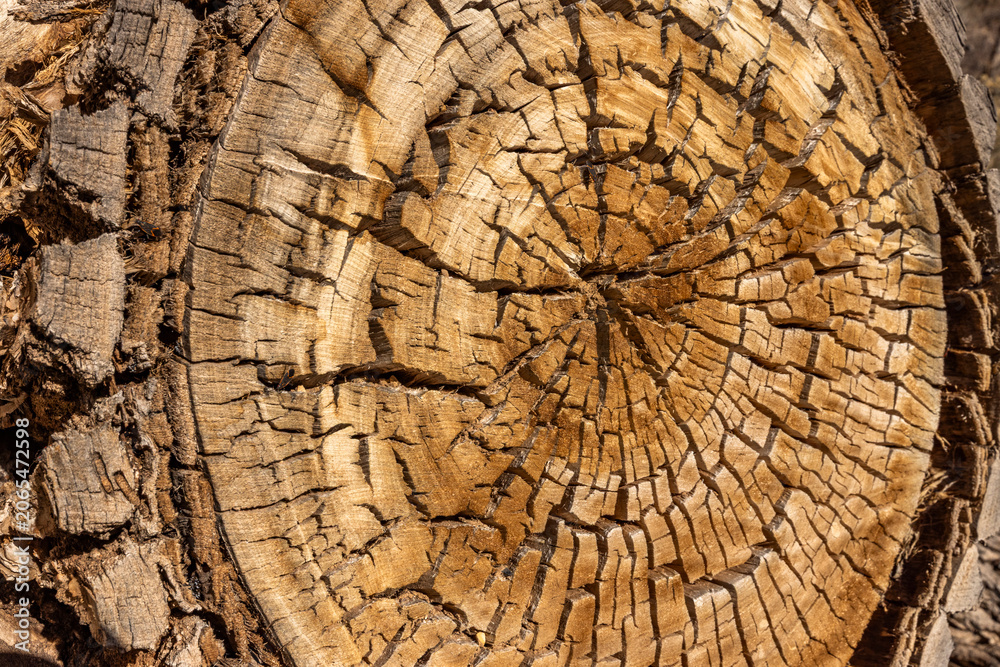 Fototapeta premium Close-up of ancient cut tree