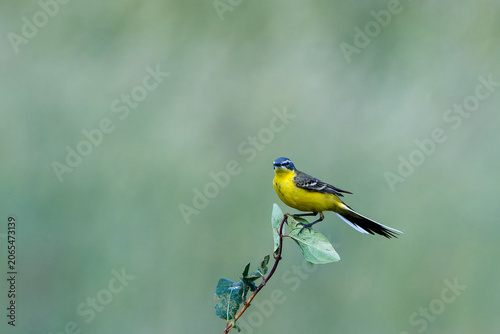 Wiesenschafstelze (Motacilla flava flava)	