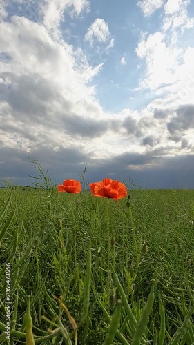 field of poppies. storm clouds over the field. green rapeseed field against the sky. Poppy blossoms in a green field against the sky. sun rays in dark clouds. Ukrainian landscape 4K