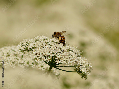 Foto Bee collecting pollen on a field flower