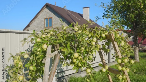 Ripe green apples growing on a tree near a suburban house. Bountiful apple harvest on branches supported by wooden props in a backyard.