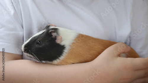 child in a light T-shirt holds a tricolor guinea pig in his arms