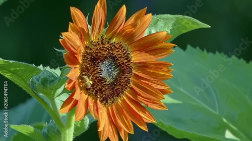 Pollen-laden bumblebee on earth walker reddish orange sunflower blossom. 