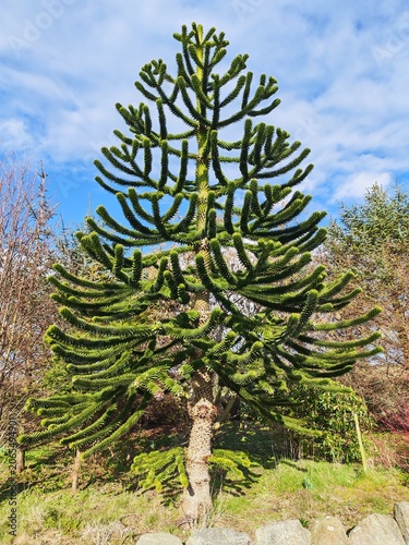 Monkey puzzle tree, Araucaria araucana, with a blue sky background