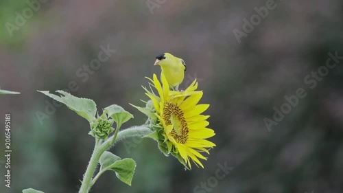 Gold finch little yellow and black bird eating sunflower seeds atop blooming sunflower against blurry background. 