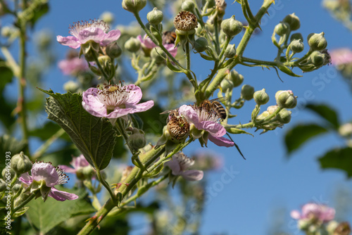 Fotografie European dewberry blossoms and bees pollinating in a clear blue sky during late