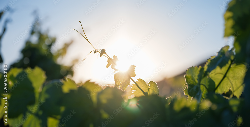 Fototapeta premium Backlit Grapevine Leaves at Sunset