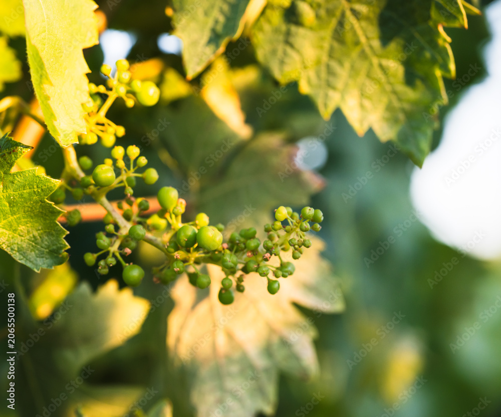 Fototapeta premium Young Green Grapes Growing in Warm Vineyard Light