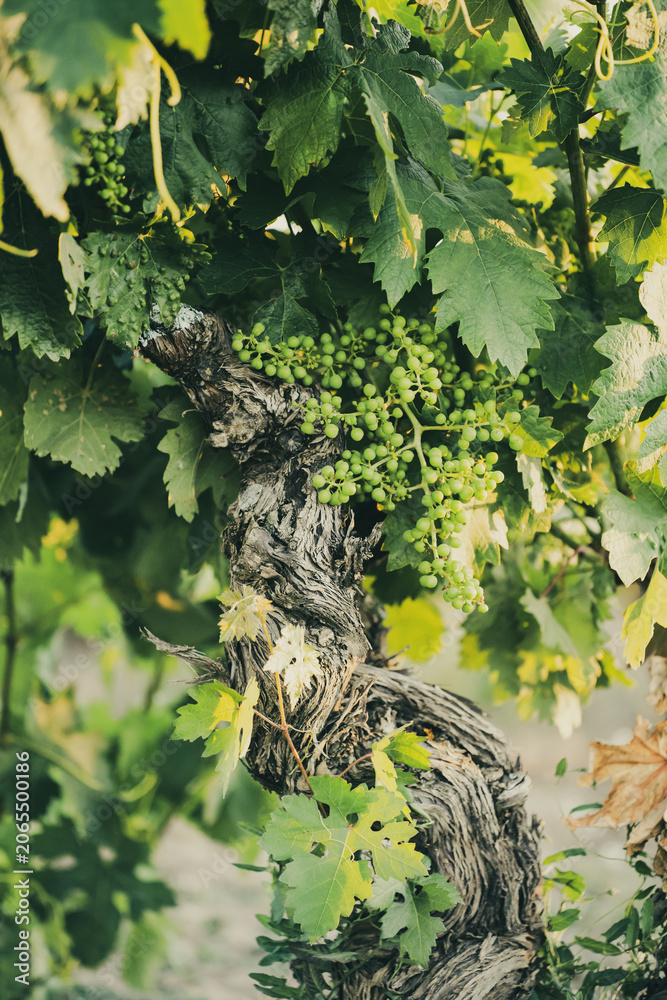 Fototapeta premium Old Grapevine with Green Grape Clusters