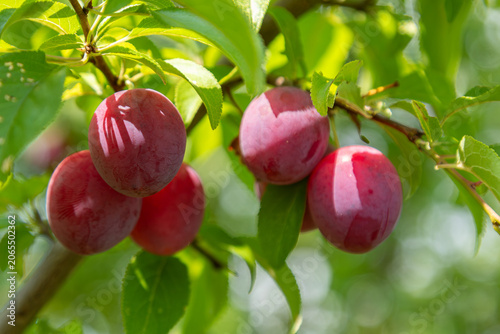 Ripe cherry plums hanging from branches in vibrant green foliage during a sunny day in late summer