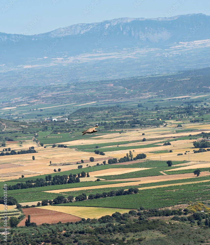 Fototapeta premium Griffon Vulture Gliding Over La Rioja Farmland