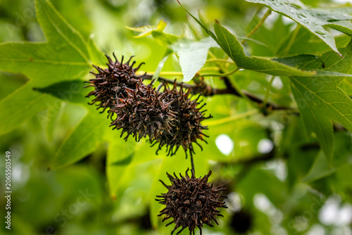 Bild auf Leinwand Sweetgum, liquidambar tree or copalm balsam with springtime foliage and seeds, a
