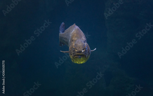 Front view of a brown meagre fish, Sciaena umbra swimming in the dark blue depths of the Mediterranean Sea